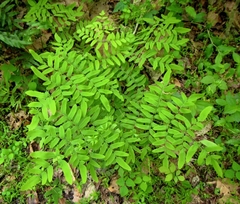 Osmunda spectabilis