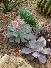 Echeveria runyonii