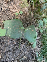Trillium ovatum