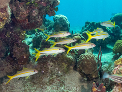 Mulloidichthys martinicus