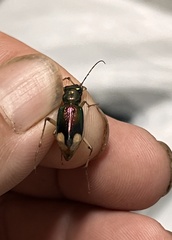 Tetracha carolina