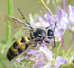 Dielis plumipes