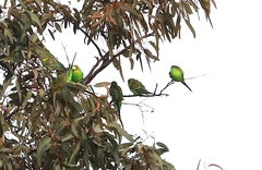 Melopsittacus undulatus