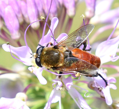 Polydontomyia curvipes