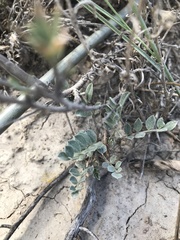 Astragalus mollissimus