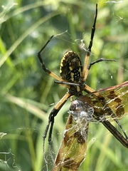 Argiope aurantia