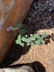 Glandularia gooddingii