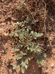 Kallstroemia parviflora