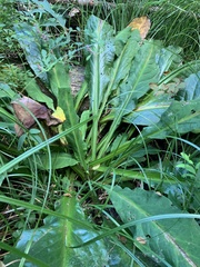 Lysichiton americanus