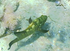 Epinephelus marginatus