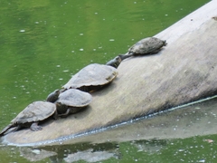 Graptemys geographica