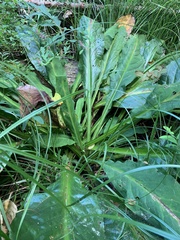 Lysichiton americanus