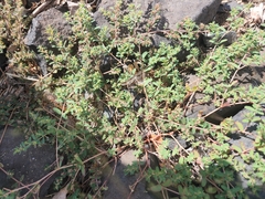 Euphorbia glyptosperma