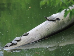 Graptemys geographica