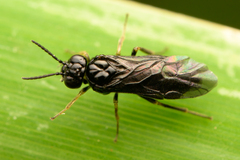 Symphyta