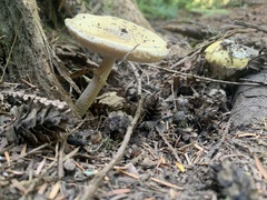 Amanita augusta