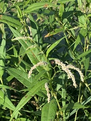 Persicaria lapathifolia