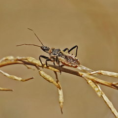 Rhynocoris ventralis