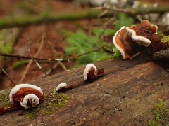 Gloeophyllum sepiarium