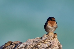 Hirundo neoxena
