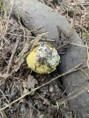 Amanita augusta