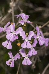 Stylidium maritimum