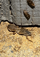 Neocurtilla hexadactyla