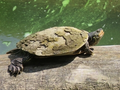 Graptemys geographica