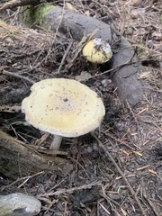 Amanita augusta