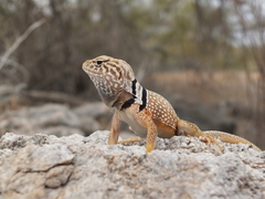 Crotaphytus nebrius