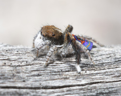 Maratus melindae corus