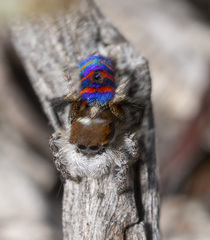 Maratus melindae corus