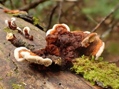 Gloeophyllum sepiarium