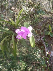 Cattleya