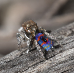 Maratus melindae corus