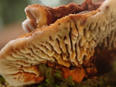 Gloeophyllum sepiarium