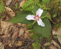 Trillium undulatum