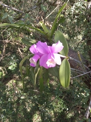 Cattleya