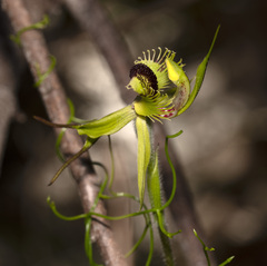 Caladenia crebra
