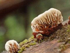 Gloeophyllum sepiarium