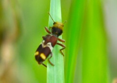 Enoclerus bombycinus