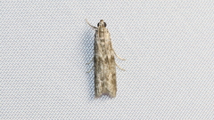 Phycitini