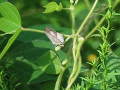 Celastrina