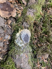Didymium mucilago