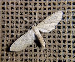 Eupithecia miserulata