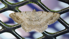 Digrammia ocellinata