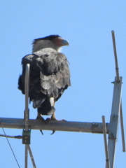 Caracara plancus