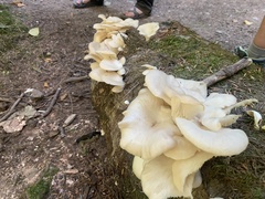 Pleurotus pulmonarius