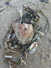 Metacarcinus magister