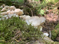 Pleurotus pulmonarius